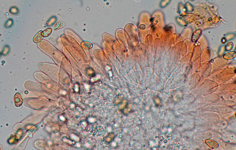 Pseudosperma obsoletum